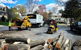 Best Storm Damage Tree Cleanup  in Santa Fe Springs, CA