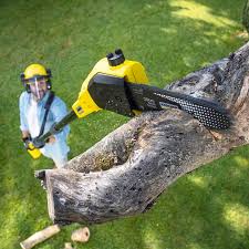 How Our Tree Care Process Works  in  Santa Fe Springs, CA