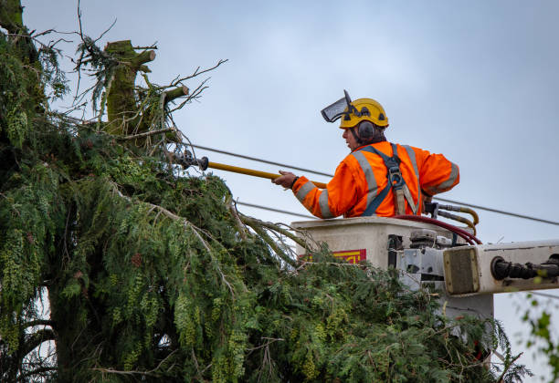 Best Tree Removal  in Santa Fe Springs, CA