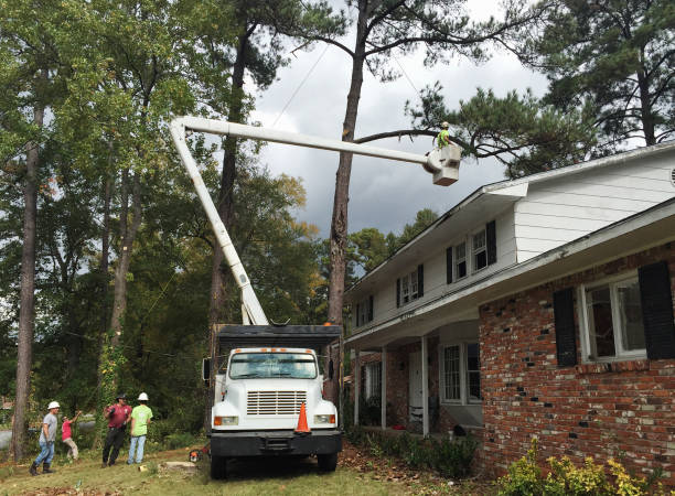 Trusted Santa Fe Springs, CA Tree Care Experts
