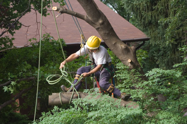 Best Hedge Trimming  in Santa Fe Springs, CA