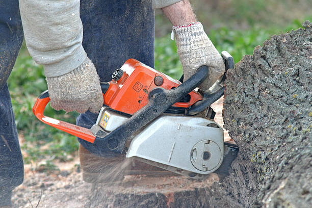Best Lawn Watering Services  in Santa Fe Springs, CA