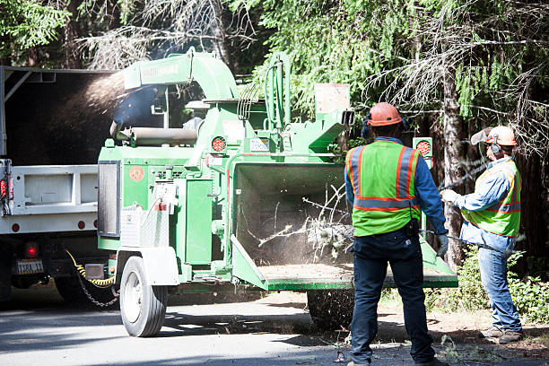 Best Palm Tree Trimming  in Santa Fe Springs, CA