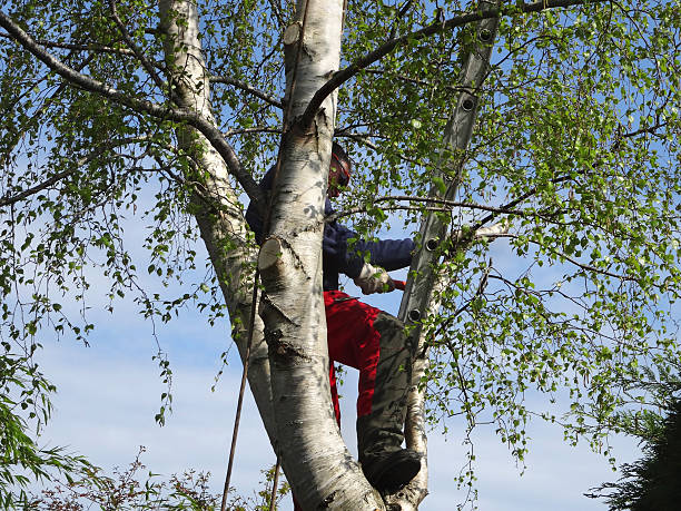 Best Emergency Tree Removal  in Santa Fe Springs, CA